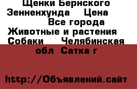 Щенки Бернского Зенненхунда  › Цена ­ 40 000 - Все города Животные и растения » Собаки   . Челябинская обл.,Сатка г.